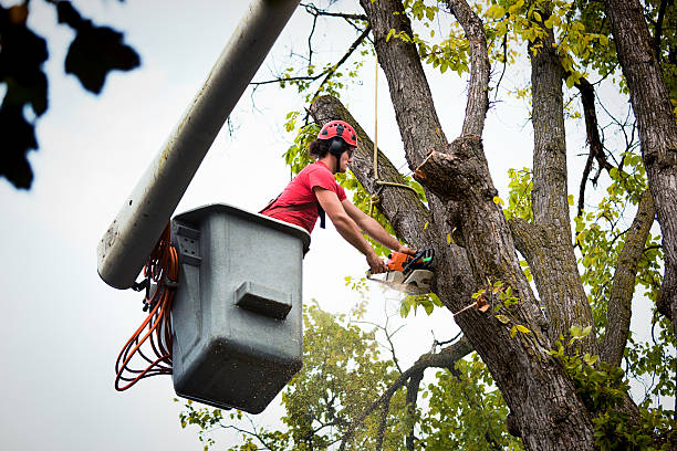 How Our Tree Care Process Works  in  Homestead, PA